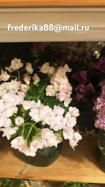 Акционные наборы мини фиалок по 500₽. смотреть онлайн