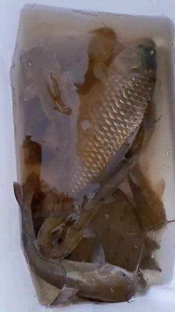 ￼今天钓到鲫鱼鲤鱼，还有黄辣丁🎣🐠🐟￼￼ смотреть онлайн