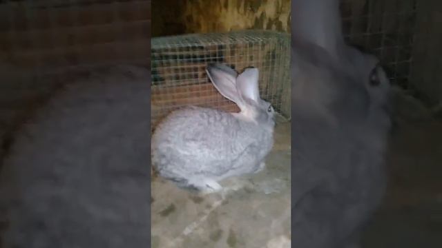 Ризен кролики смотреть онлайн