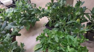 ОБЯЗАТЕЛЬНО ПОДКОРМИТЕ ЭТИМ ПЕТУНИЮ ДЛЯ БУРНОГО РОСТА И ПЫШНОГО ЦВЕТЕНИЯ!