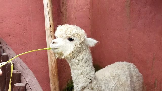 Cute Alpaca Eating in Chinchero, Peru смотреть онлайн