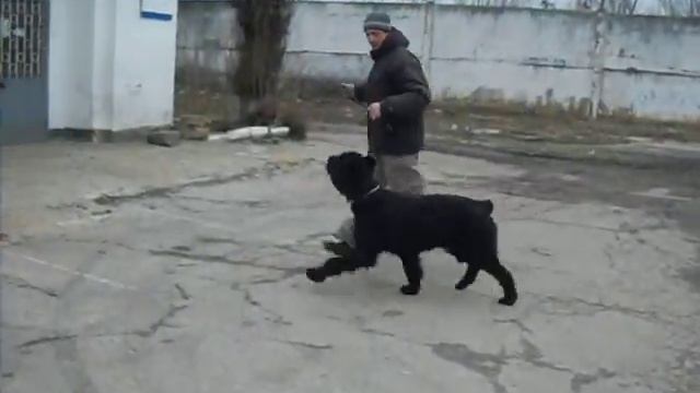 Медленная рысь Тая смотреть онлайн