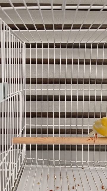 Canário Amarelo Intenso na Muda #birds #canarybelga #lovebirds смотреть онлайн