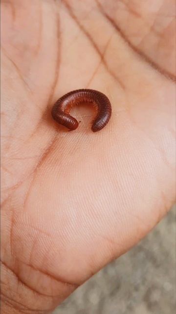 Red Millipede Ring (MR) 11 смотреть онлайн