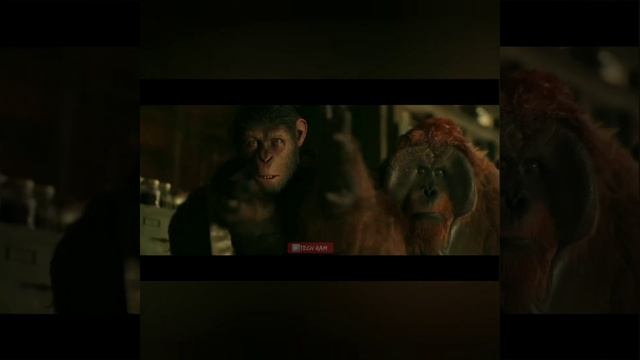 War for the Planet of the Apes Movie🐒🤺▶️ WhatsApp💯 Instagram,🔥🤔Facebook status смотреть онлайн