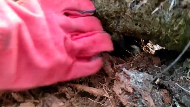 PENANGKAPAN DUA SOSOK ULAR COBRA HITAM RAKSASA DI KAYU BERTUAH | ULAR | KING COBRA | RESCUE смотреть онлайн
