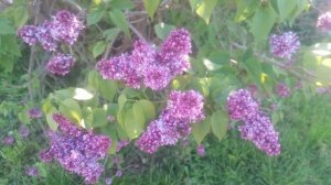 Сире́нь — род кустарников, принадлежащий семейству Маслиновые