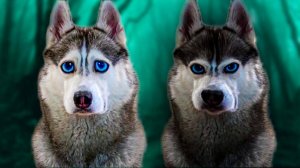 ТЁМНЫЙ ХАСКИ БАНДИТ SHADOW - самый опасный монстр!! Корги Коржик Говорящая собака