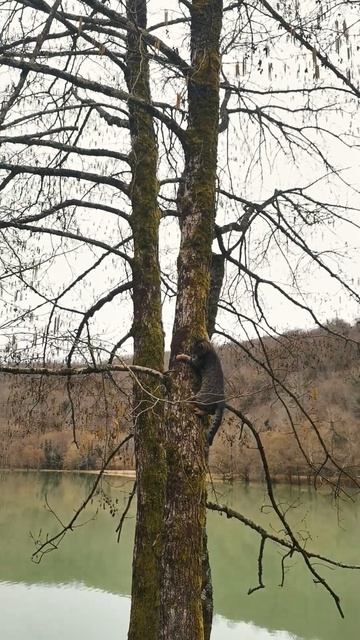 "Рысь" сидит на дереве смотреть онлайн