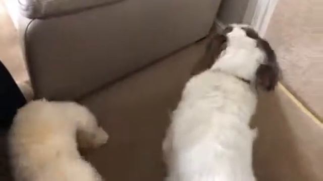 Freya the Cockapoo смотреть онлайн