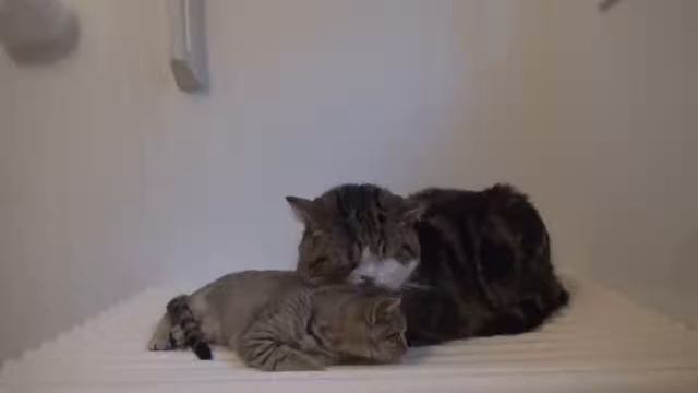 Смешные котята смотреть онлайн