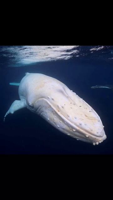 What Animals Look Like As Albinos #shorts смотреть онлайн