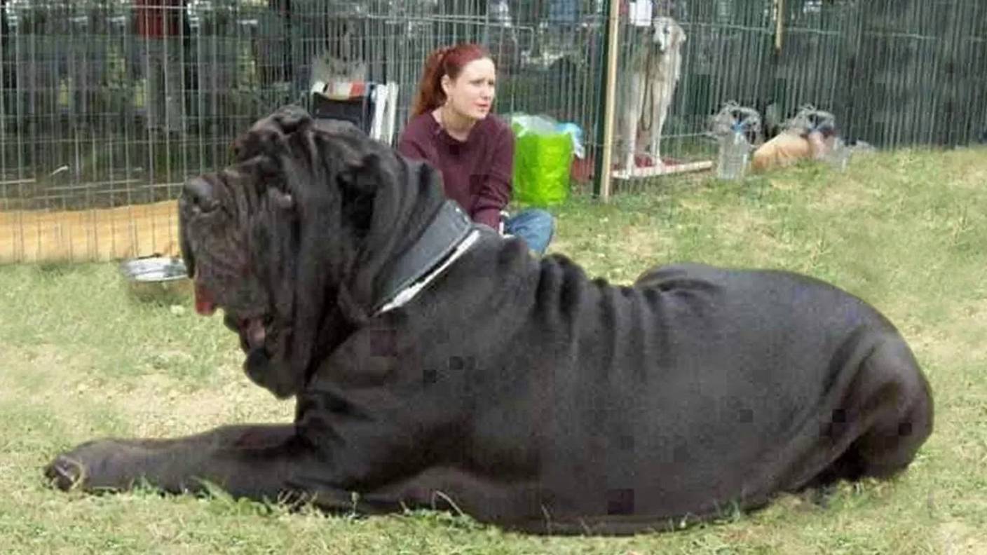 Самые тяжелые и массивные собаки в мире! Псы-Тяжеловесы смотреть онлайн