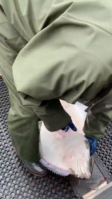 Halibut Rodeo смотреть онлайн