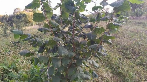 ФУНДУК . Сорта Чудо из Больвильера и Галле . сравнение сигналок .