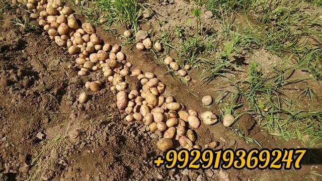 Ҷамъоварии ҳосили картошка бо биогумус!!!+992919369247.имо Ватсап. смотреть онлайн