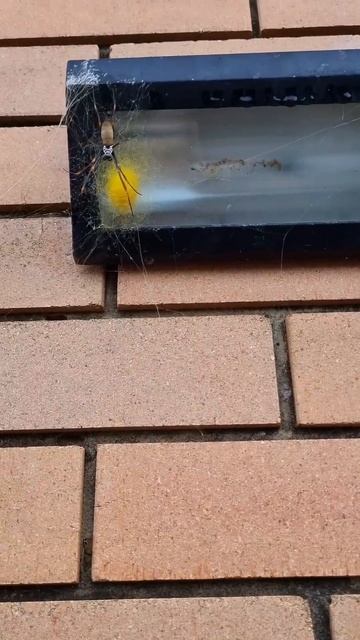 Spiders are all around us in Australia 🇦🇺 😫 смотреть онлайн