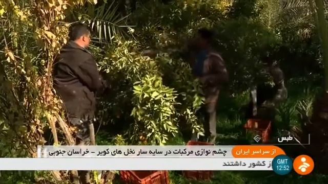 Iran Winter Citrus harvest, Tabas county برداشت مركبات زمستانه شهرستان طبس ايران смотреть онлайн