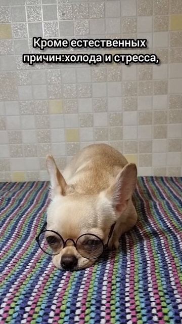 Почему дрожат ???? смотреть онлайн