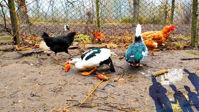ГУСИ И КУРЫ VILLAGE GEESE & CHICKENS