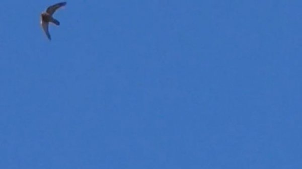 Ястриб Тетеревятник атакует голубей. Goshawk attacking pigeons