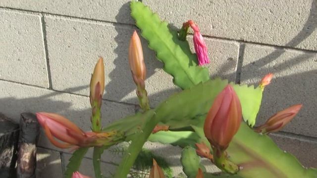 Pink Epiphyllum "Orchid Cactus" at my backyard with bird singing feel fresh смотреть онлайн