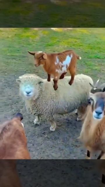 The animals are grazing in the grass #animal #sheep # goat 🐐 смотреть онлайн