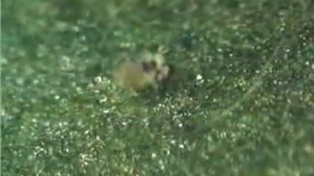 ホコリダニの一種の奇行　　 Tarsonemus sp. смотреть онлайн