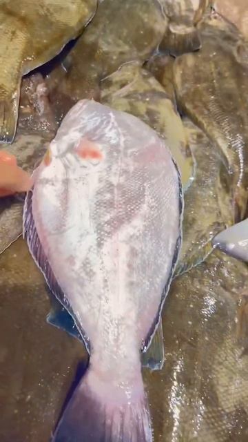 Mislik fish||AayiramPalli || #fish #ytshorts #fish_video #viral #fishinformation #shorts смотреть онлайн