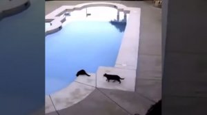Кот упал в бассейн