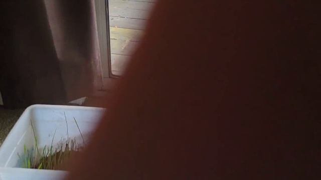 ASMR | Around my Living Room | New Arrangement | Whispered смотреть онлайн