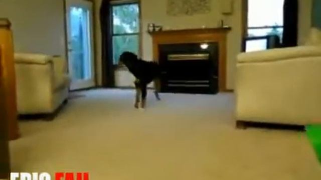 Мест собаки