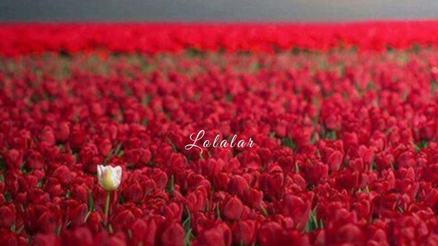 Sanjar Halikov-Lolalar