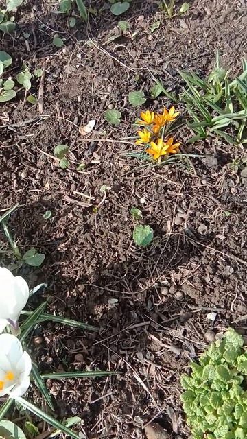 Первые весенние