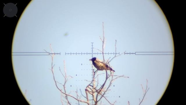 Отстрел Ворон и Мартынов с PCP Леший  2. № 15. Crow Hunting 2023. Кроухантинг. Jack Hunter.