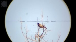 Отстрел Ворон и Мартынов с PCP Леший  2. № 15. Crow Hunting 2023. Кроухантинг. Jack Hunter.