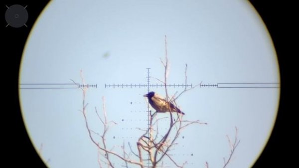 Отстрел Ворон и Мартынов с PCP Леший 2. № 15. Crow Hunting 2023. Кроухантинг. Jack Hunter.