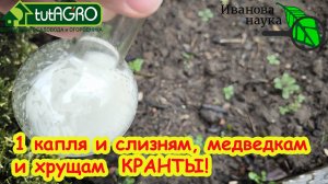 Спасительный ЭЛИКСИР ДЛЯ ПОЧВЫ В ТЕПЛИЦЕ весной: вредители и болезни не спасутся! Своими руками!