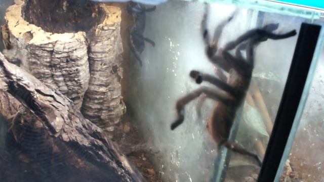 Poecilotheria metallica - mating смотреть онлайн