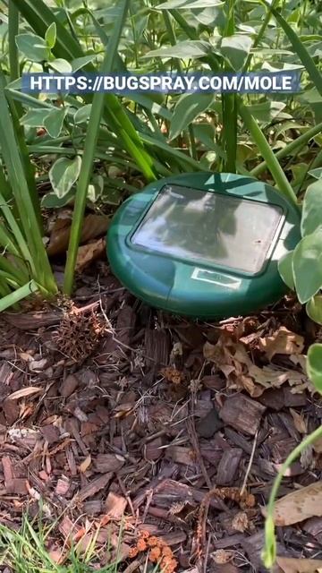 MOLE CLOSEUP VIDEO | BUGSPRAY https://bugspray.com/mole смотреть онлайн