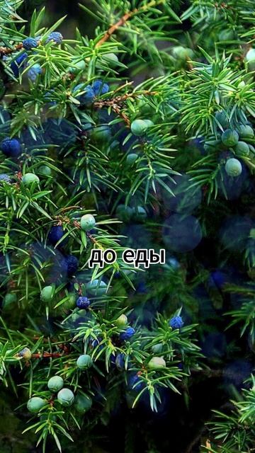 можжевельник обыкновенный #шортс #лекарственныерастения #лекарственныетравы #сад #природа
