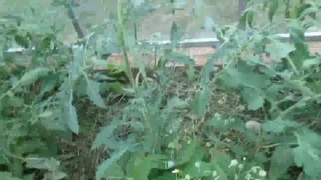 Первый сбор земляники в теплице, томаты в теплице зацветают. смотреть онлайн