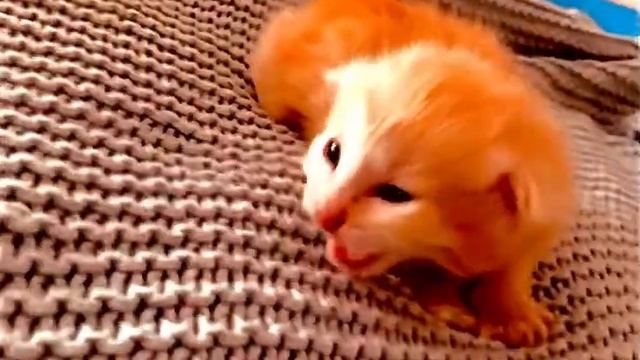 Котёнок танцует. mp3 смотреть онлайн