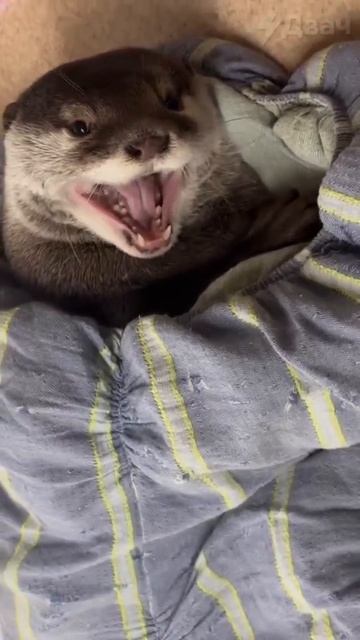 выдрочька смотреть онлайн