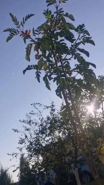 Куст рябины