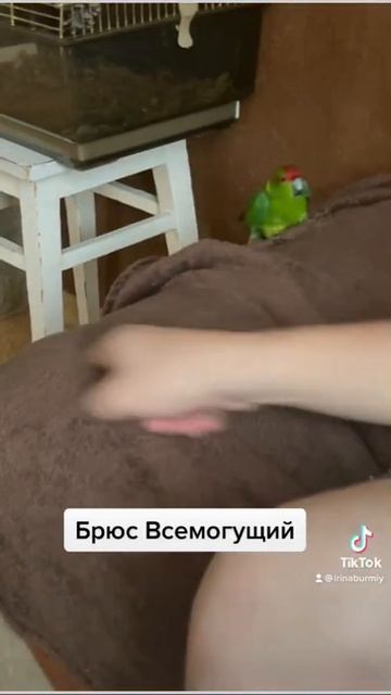 Боевой какарик Брюс #животные #приколы #попугай #какарик смотреть онлайн