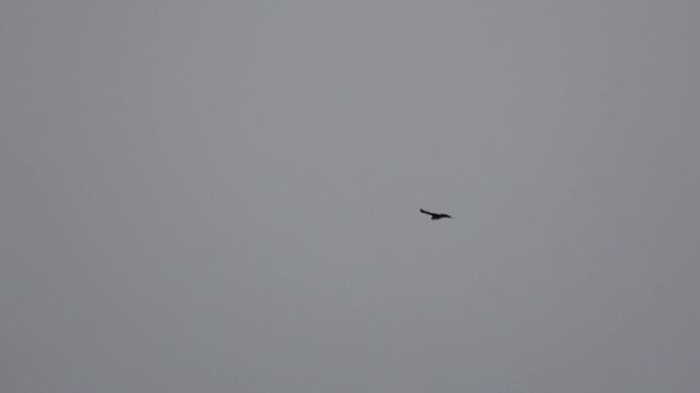 Sony FDR-AX53 = Buzzards Thursday in 4K смотреть онлайн