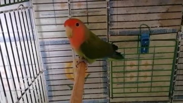 самец неразлучника