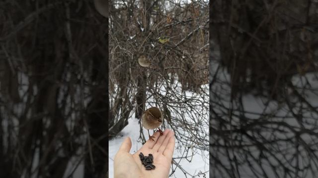 Смелые воробьи смотреть онлайн