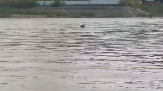 Лось на Коммунальном мосту смотреть онлайн